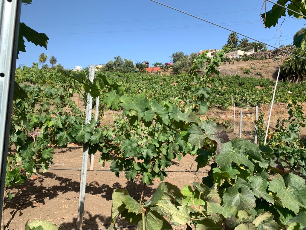 El vino de Gran Canaria brilla en el International Wine Awards con dos medallas de oro y tres de plata para la Bodega Ventura