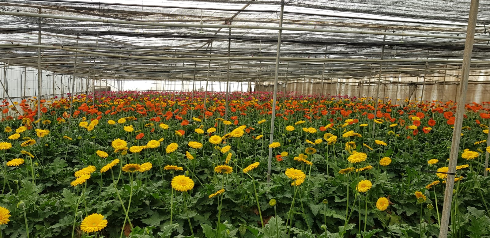 El Cabildo llama a comprar flores a través del Mercado Digital para el Día de las Madres para que no se pierda la cosecha